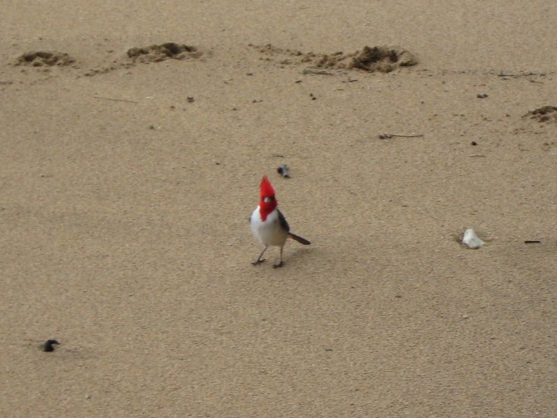 Kauai_strand