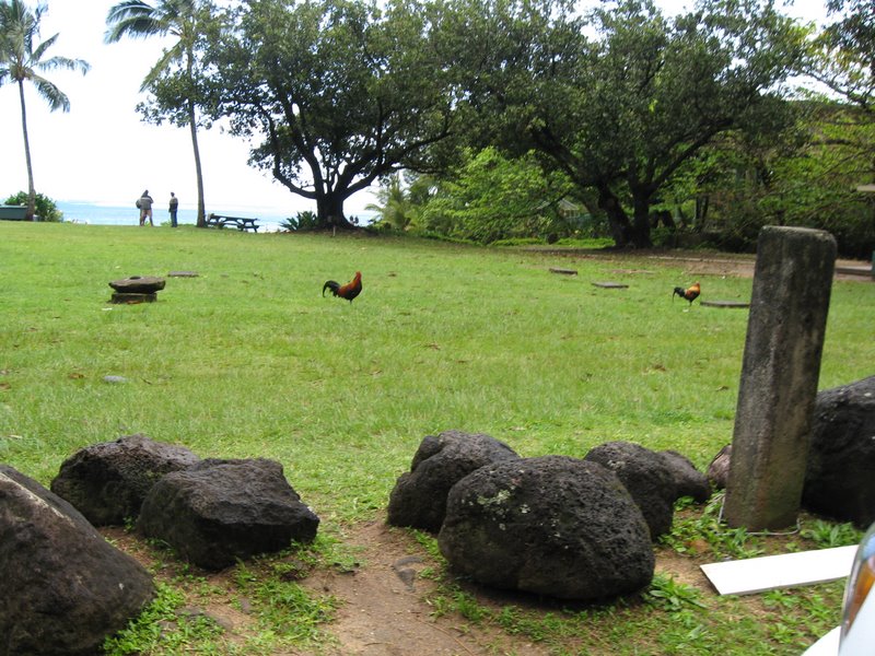 Kauai_strand